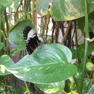 Meet your Posher, Suzana